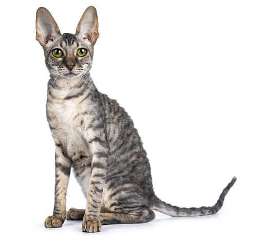 Cornish rex hot sale kittens for sale